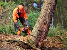 How Our Tree Care Process Works  in  Cleves, OH